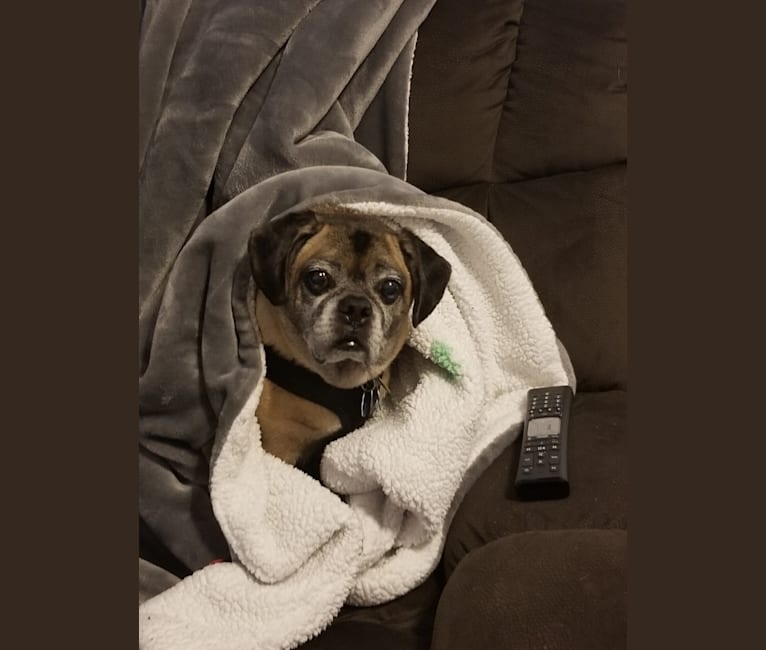Photo of Barney, a Puggle  in Independence, Missouri, USA