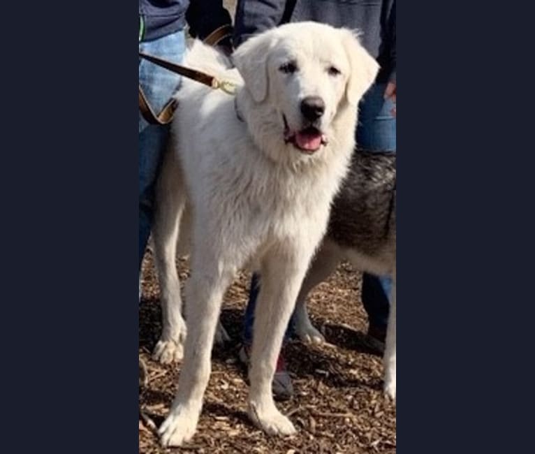 Scottie, a Great Pyrenees tested with EmbarkVet.com