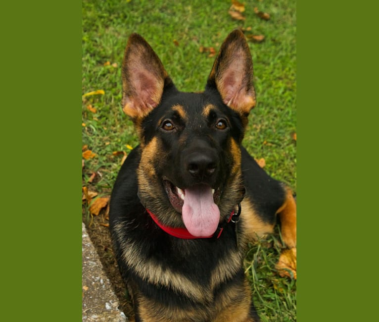Photo of Otto, a German Shepherd Dog  in Harpers Ferry, West Virginia, USA