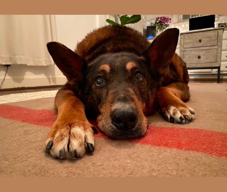Duke, a Rottweiler and German Shepherd Dog mix tested with EmbarkVet.com