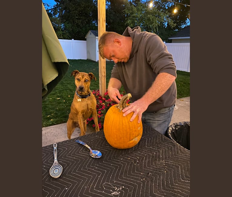 Walker, an American Pit Bull Terrier and Rottweiler mix tested with EmbarkVet.com