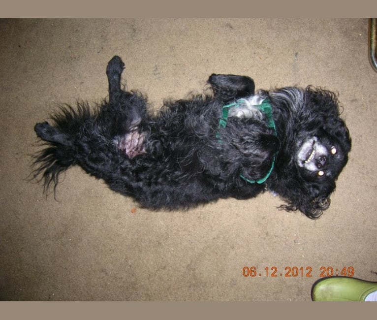 Embark Dog DNA Test - Breed