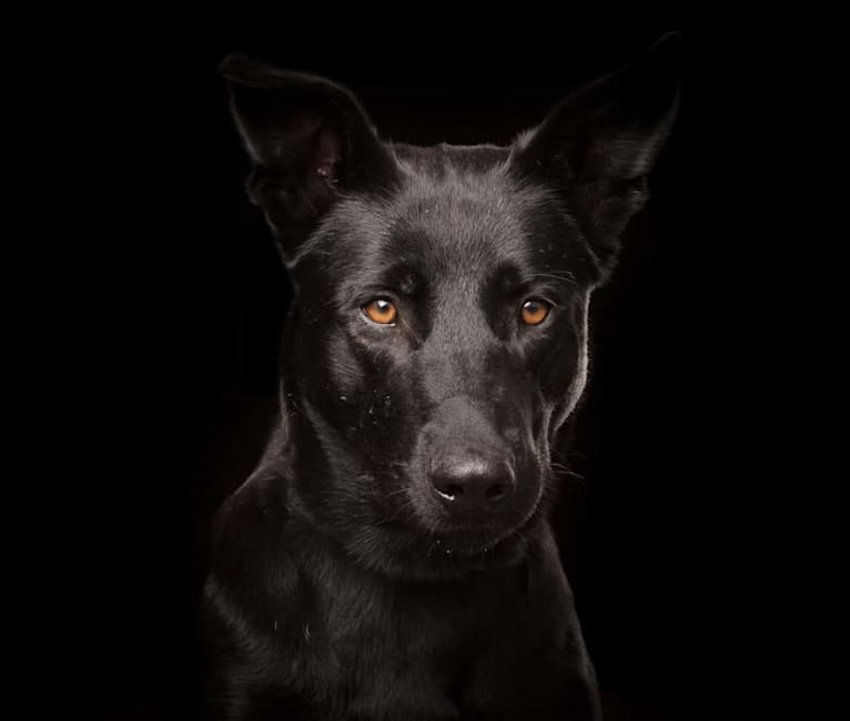 Mystic Black Fury aka Raven, a Dutch Shepherd and Belgian Malinois mix tested with EmbarkVet.com