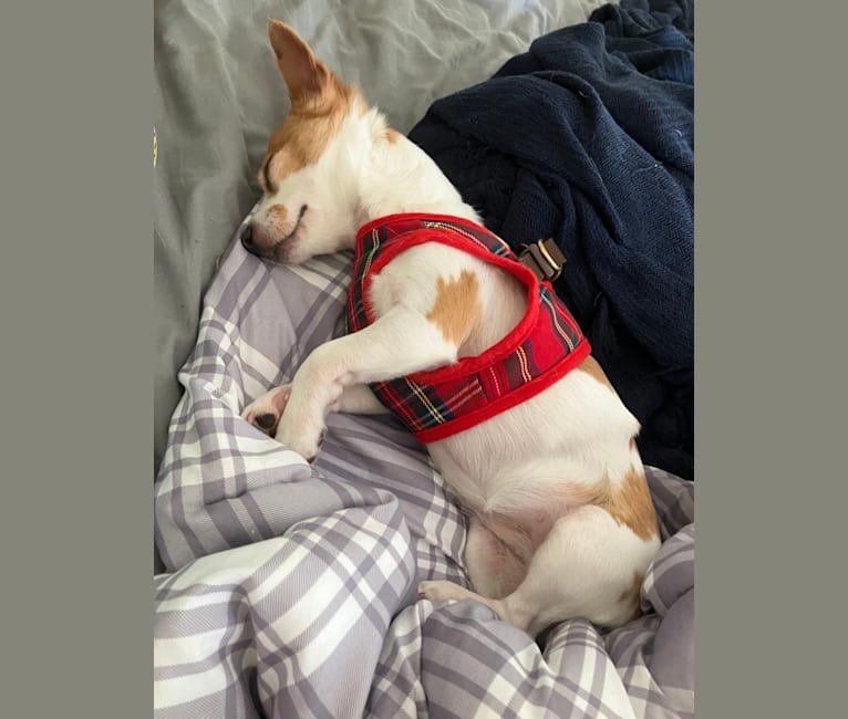 Daisy, a Chihuahua and Rat Terrier mix tested with EmbarkVet.com