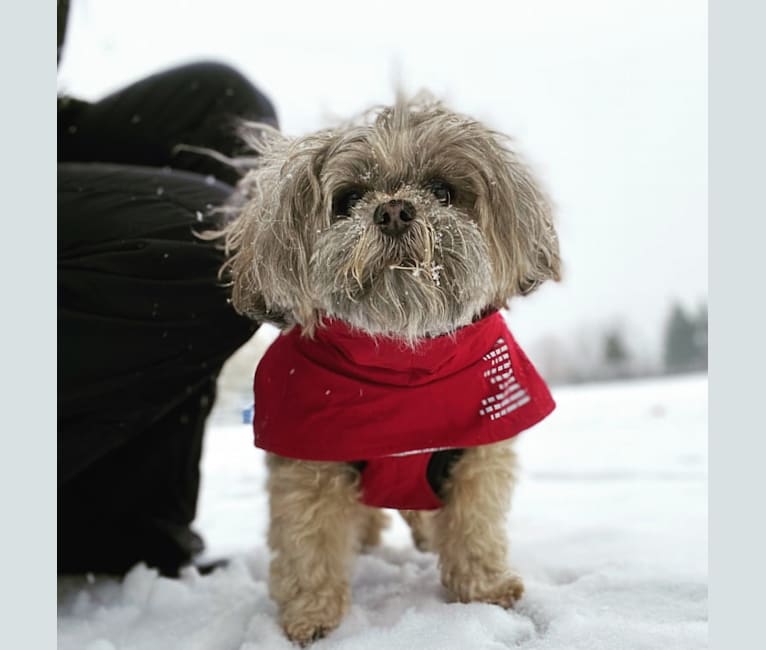Photo of Suki, a Shih Tzu, Maltese, and Poodle (Small) mix in Toronto, ON, Canada