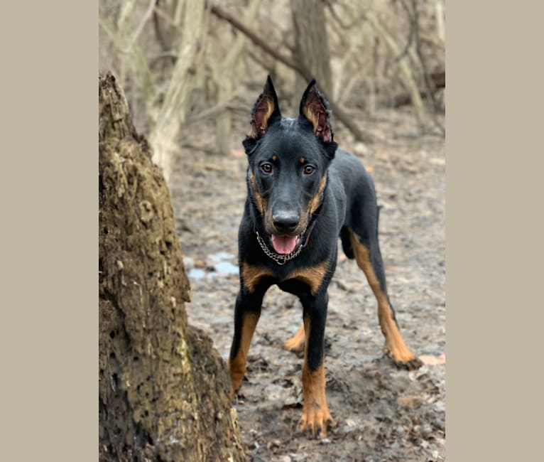 Ragar, a Beauceron tested with EmbarkVet.com