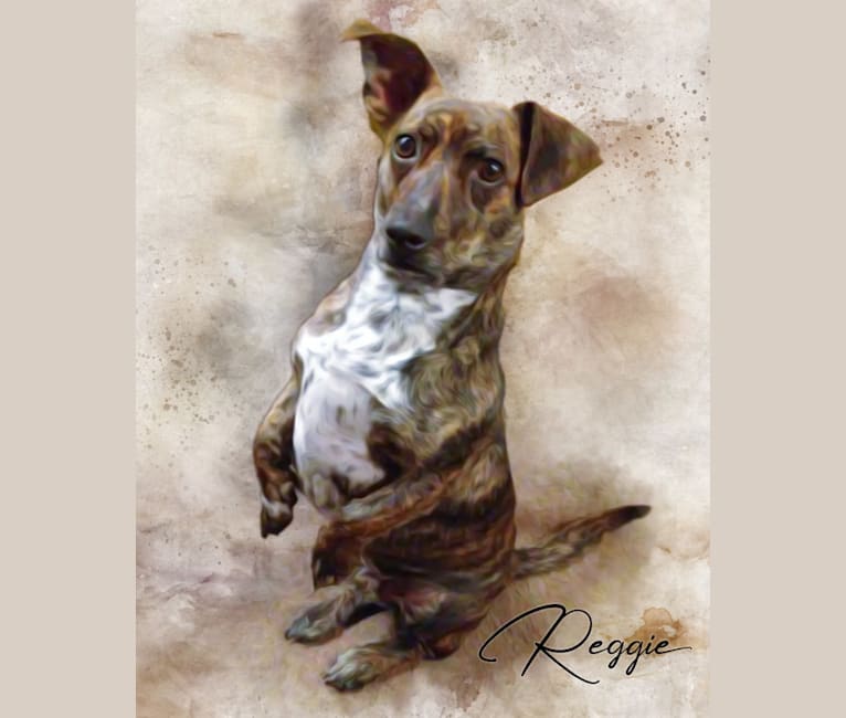 Photo of Reggie, a Dachshund, Rat Terrier, Chihuahua, Chow Chow, and Mixed mix in San Antonio, TX, USA
