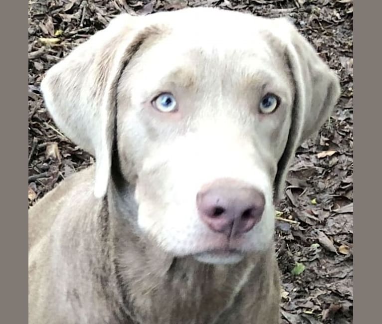 COOPER, a Labrador Retriever tested with EmbarkVet.com