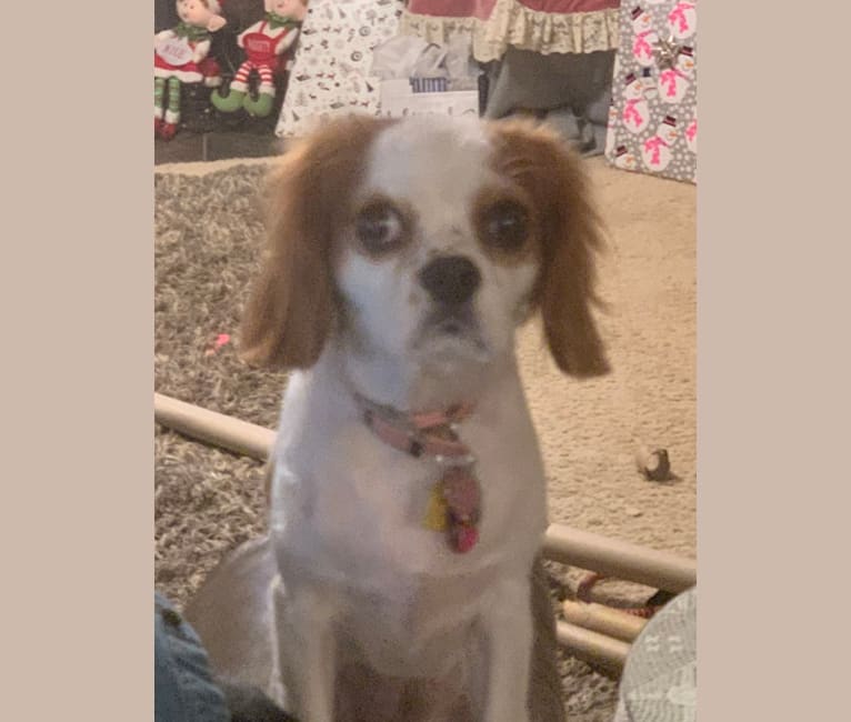 Annie, a Cavalier King Charles Spaniel tested with EmbarkVet.com