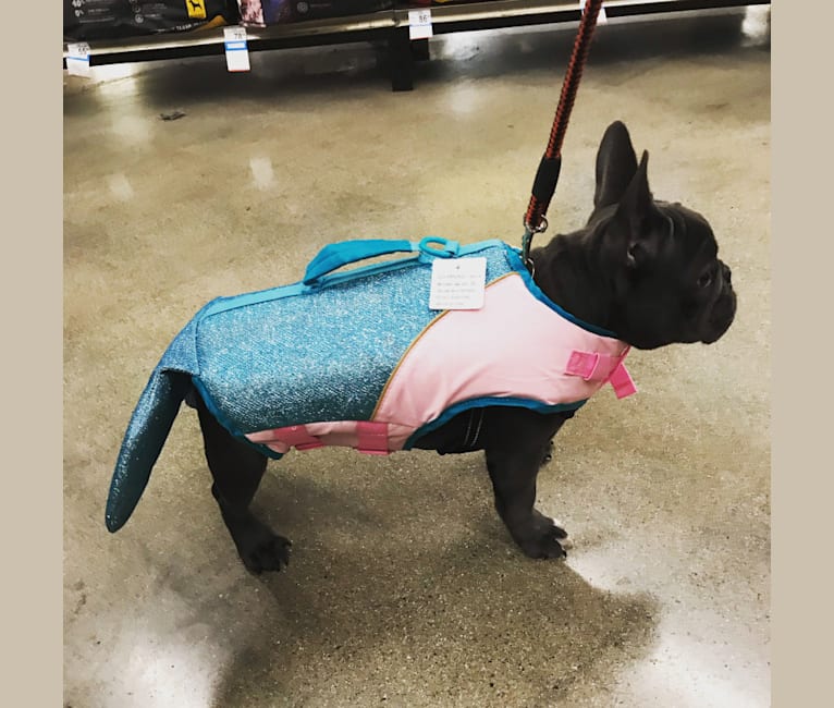 Gianna, a French Bulldog tested with EmbarkVet.com