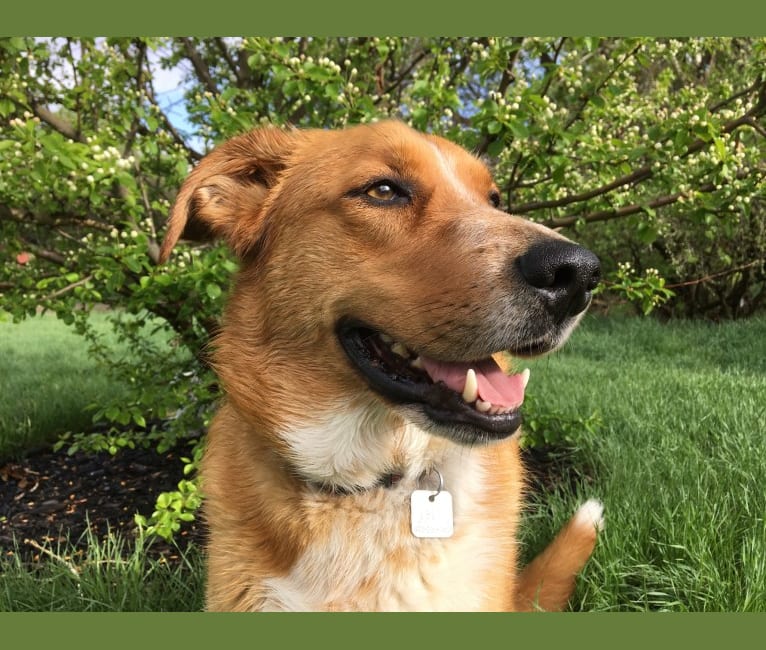 Mickee, a Golden Retriever and Border Collie mix tested with EmbarkVet.com