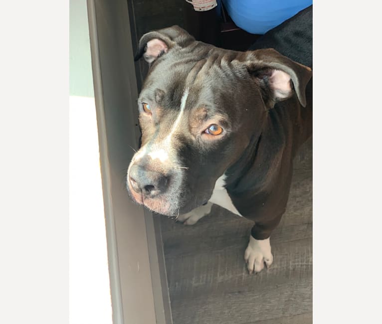 Duke, a Cane Corso and American Bully mix tested with EmbarkVet.com