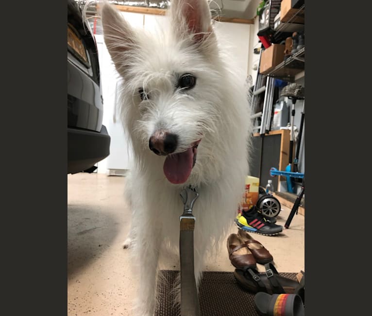 Sweetie Pellumbi, a Siberian Husky and Alaskan-type Husky mix tested with EmbarkVet.com