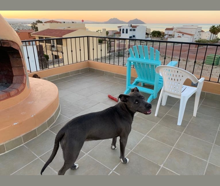 Sasha, an American Pit Bull Terrier and American Staffordshire Terrier mix tested with EmbarkVet.com