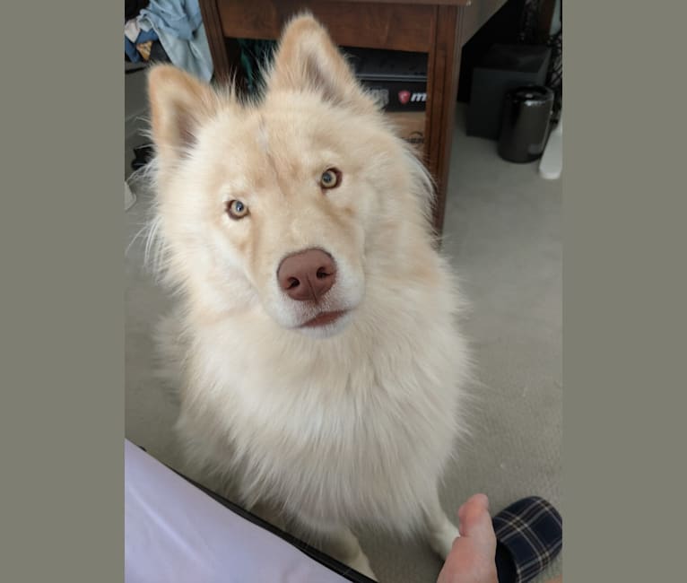 Kumo, a Siberian Husky and Chow Chow mix tested with EmbarkVet.com