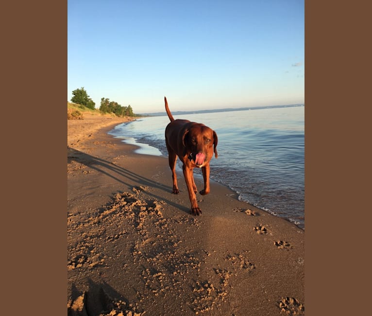 Georgie, a Redbone Coonhound tested with EmbarkVet.com