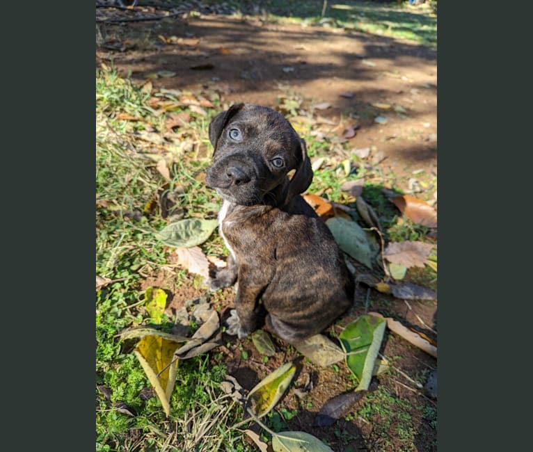 Himbo Homunculus, a Bluetick Coonhound and American Bulldog mix tested with EmbarkVet.com