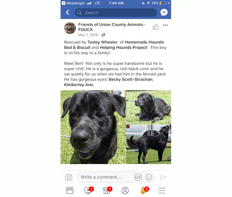 Ben, a Bulldog and Neapolitan Mastiff mix tested with EmbarkVet.com