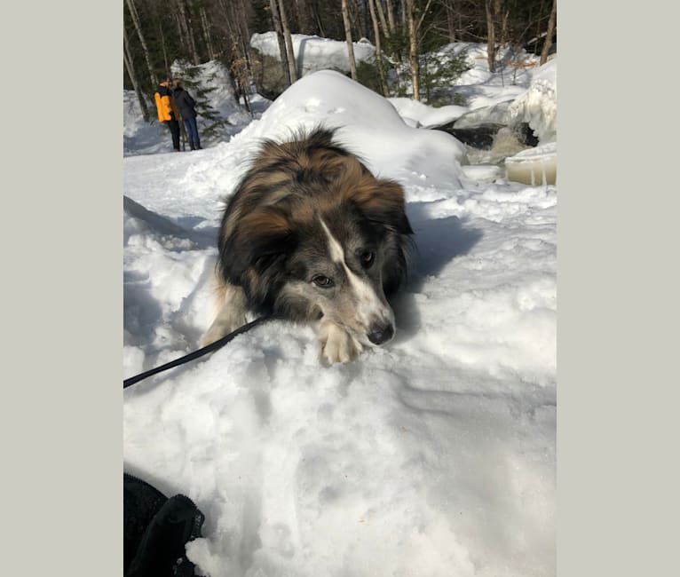sheltie schnauzer mix
