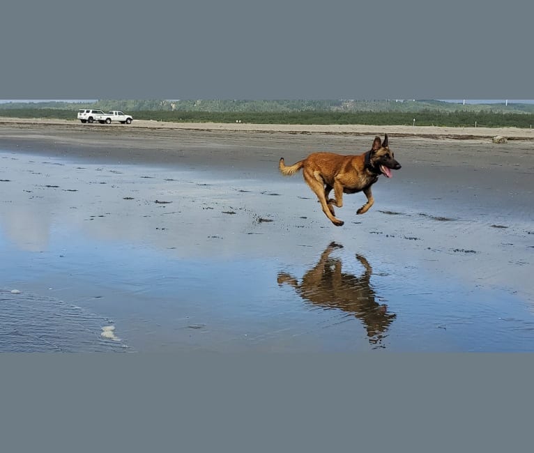 Aspen, a Belgian Malinois and German Shepherd Dog mix tested with EmbarkVet.com