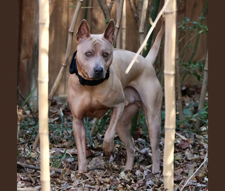 Monty, a Thai Ridgeback tested with EmbarkVet.com