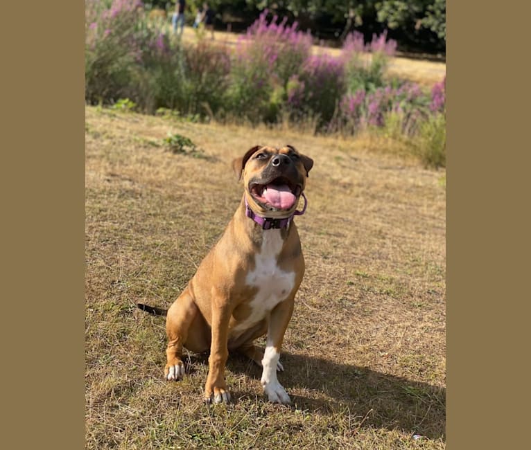 Cali, an American Pit Bull Terrier and American Bulldog mix tested with EmbarkVet.com