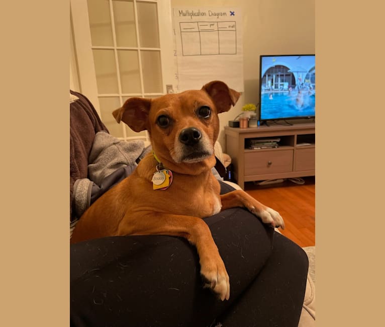 Brookley, a Russell-type Terrier and Chihuahua mix tested with EmbarkVet.com
