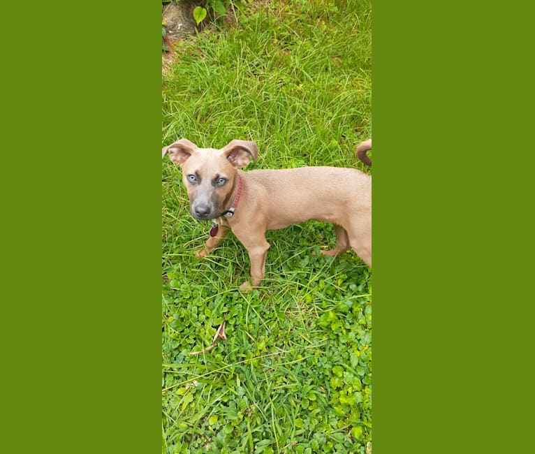 Photo of Stryker, an American Pit Bull Terrier, American Staffordshire Terrier, Chihuahua, and Mixed mix in South Carolina, USA