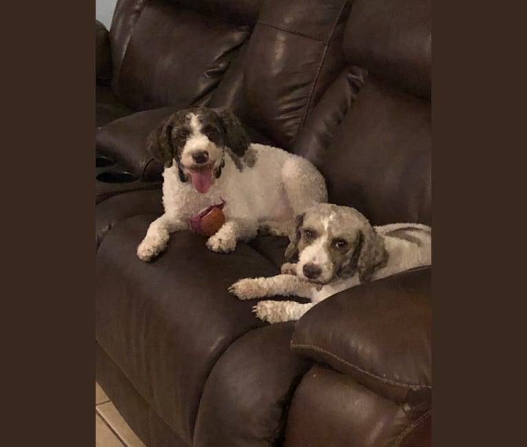 lagotto of house woller