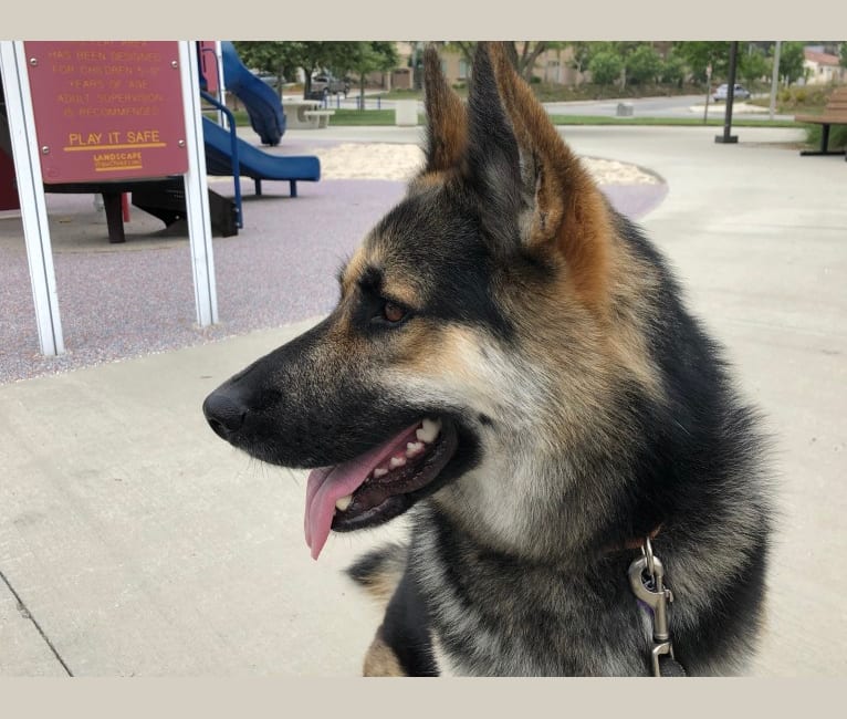 Puck, a German Shepherd Dog and Siberian Husky mix tested with EmbarkVet.com