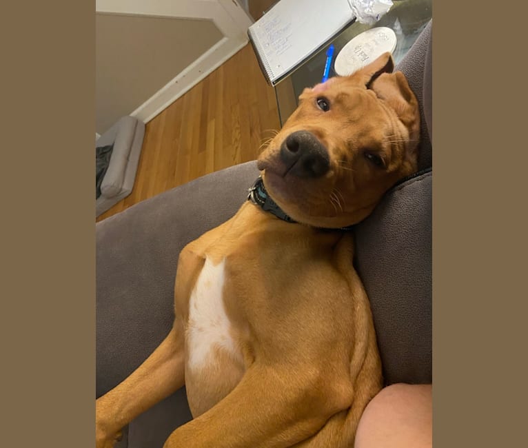 Photo of Murphy, a Pointer, Labrador Retriever, Golden Retriever, Beagle, and Boxer mix in East Haven, Connecticut, USA
