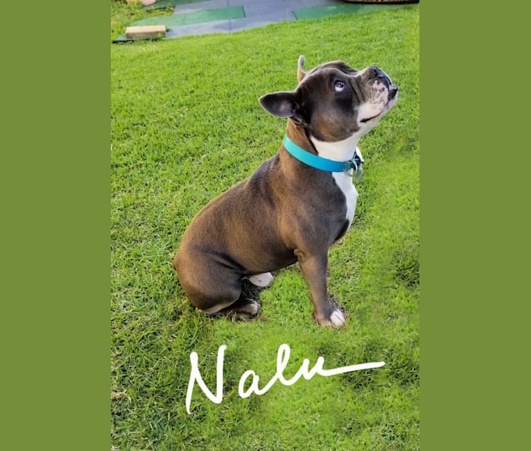 NALU, a Bulldog and Staffordshire Terrier mix tested with EmbarkVet.com