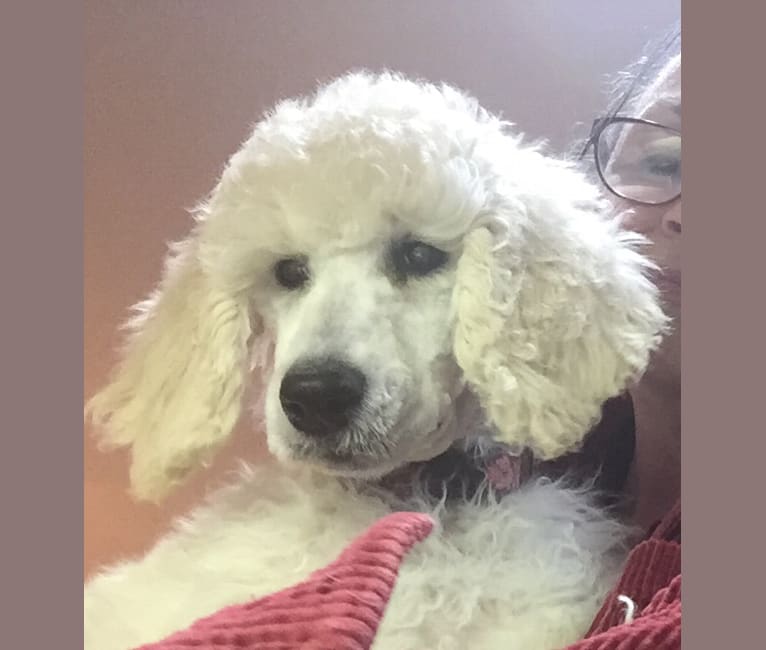 Jubilee, a Poodle (Standard) tested with EmbarkVet.com