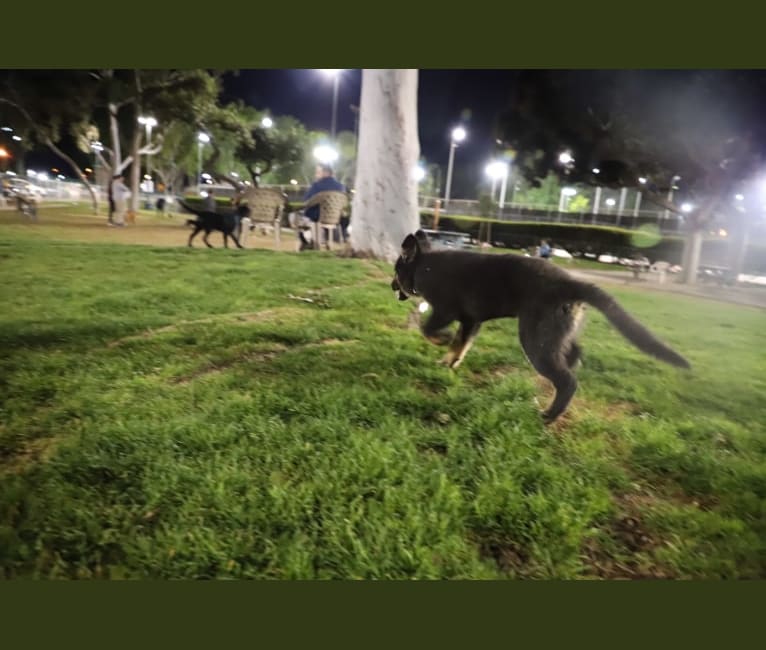 Björn, a German Shepherd Dog and Australian Cattle Dog mix tested with EmbarkVet.com