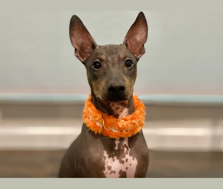 Xander, an American Hairless Terrier tested with EmbarkVet.com