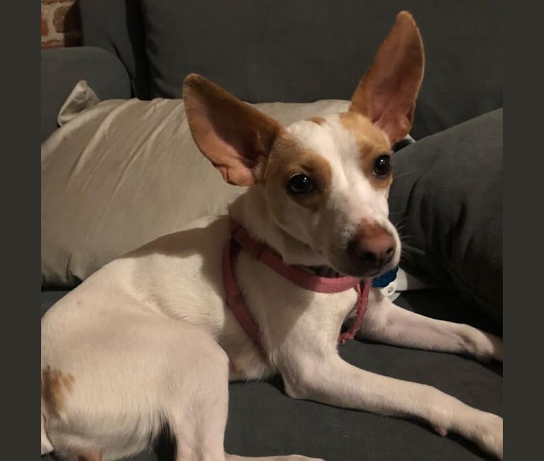 Embark Dog DNA Test Breed