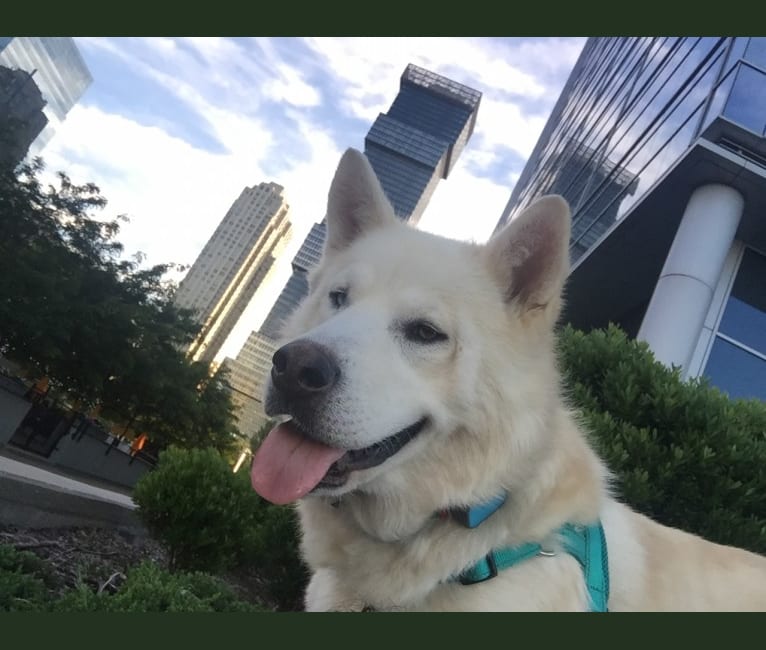 Kodiak, a Siberian Husky and Alaskan Malamute mix tested with EmbarkVet.com