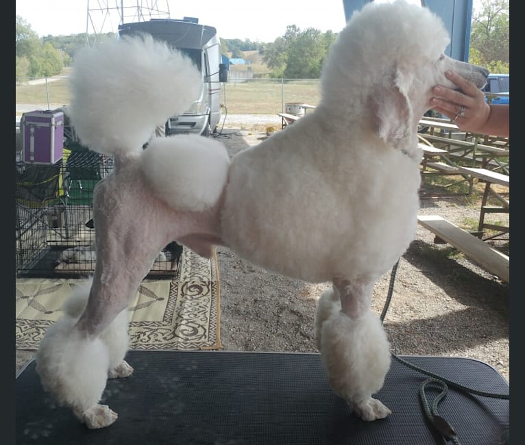Cherokee, a Poodle (Standard) tested with EmbarkVet.com