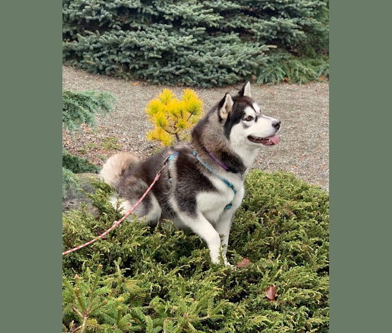 Anika, a Siberian Husky and Alaskan Malamute mix tested with EmbarkVet.com