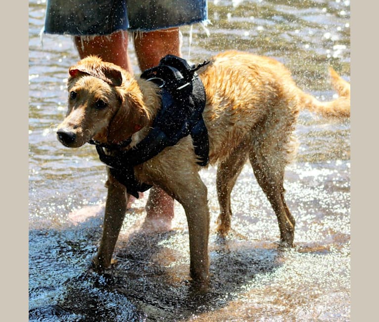 Photo of Murphy, a Labradoodle  in Mooresville, North Carolina, USA