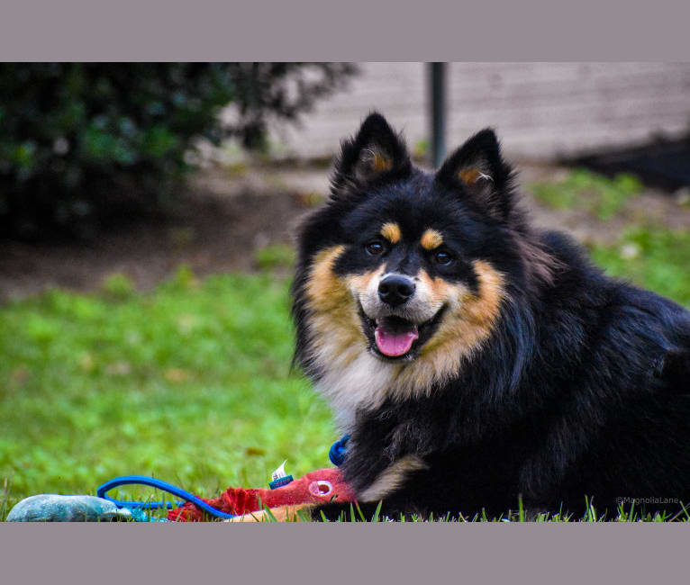 Micah, a Finnish Lapphund tested with EmbarkVet.com