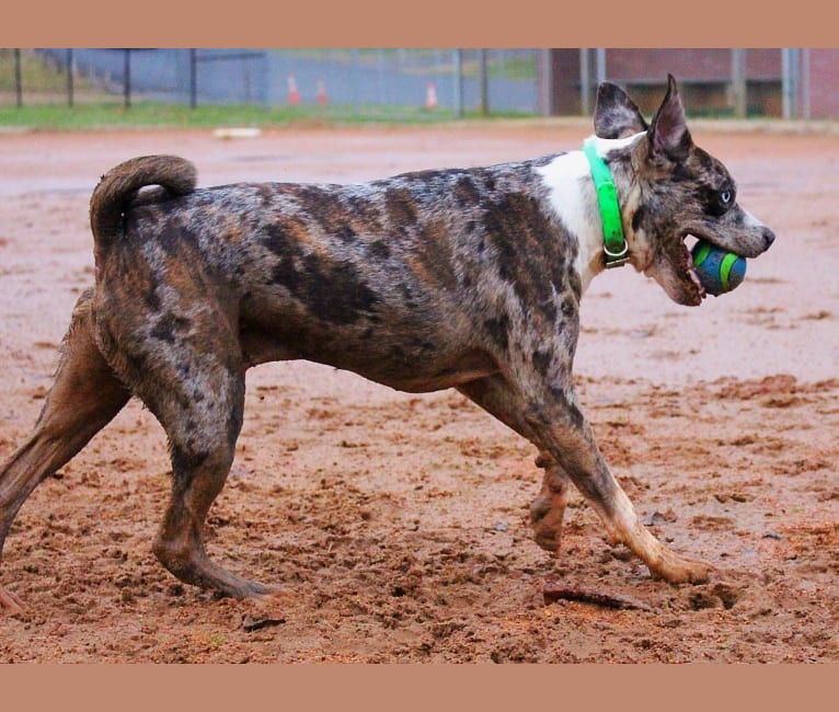 Hammer, a Boston Terrier and Australian Cattle Dog mix tested with EmbarkVet.com