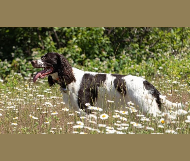 Photo of Megan ProHunter Des Appalaches, a French Spaniel  in Saint-Georges, QC, Canada