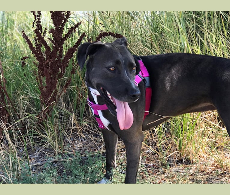 Embark Dog DNA Test Breed