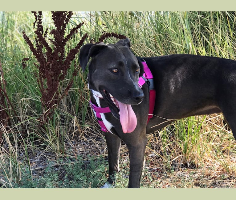 Jordy, an American Foxhound and American Staffordshire Terrier mix tested with EmbarkVet.com