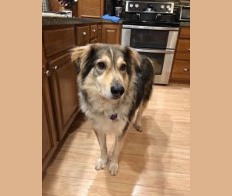 Blue tick cheap hound husky mix