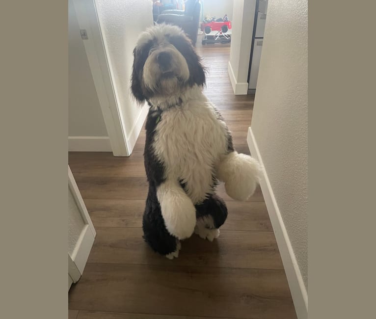 Old English Sheepdog Made With Timber and Genuine Sheepskin. 