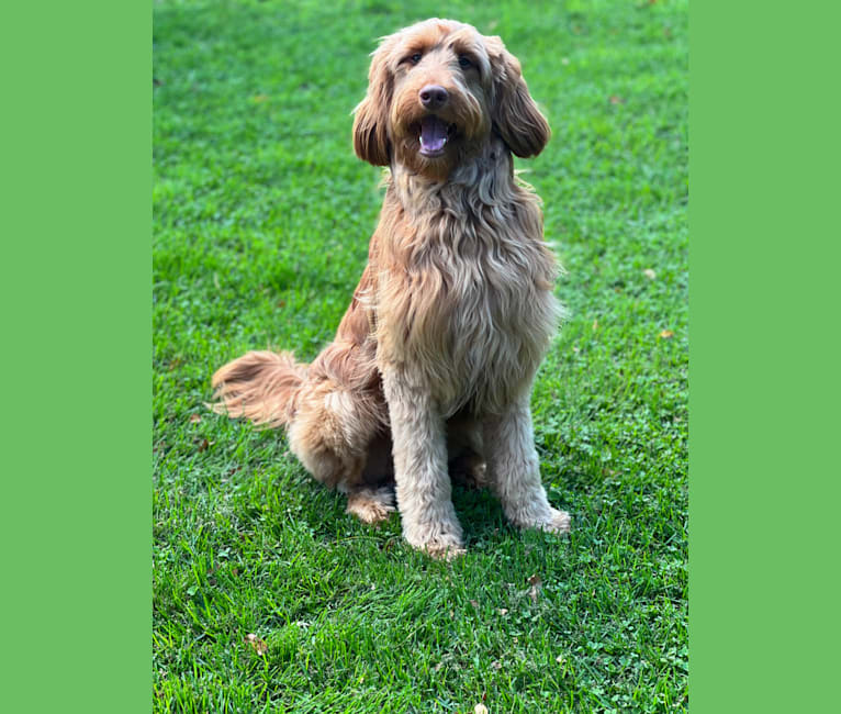 Carbon, a Poodle (Standard) and Irish Setter mix tested with EmbarkVet.com
