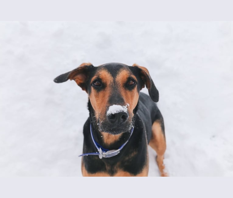 Simon, a Doberman Pinscher and German Shepherd Dog mix tested with EmbarkVet.com