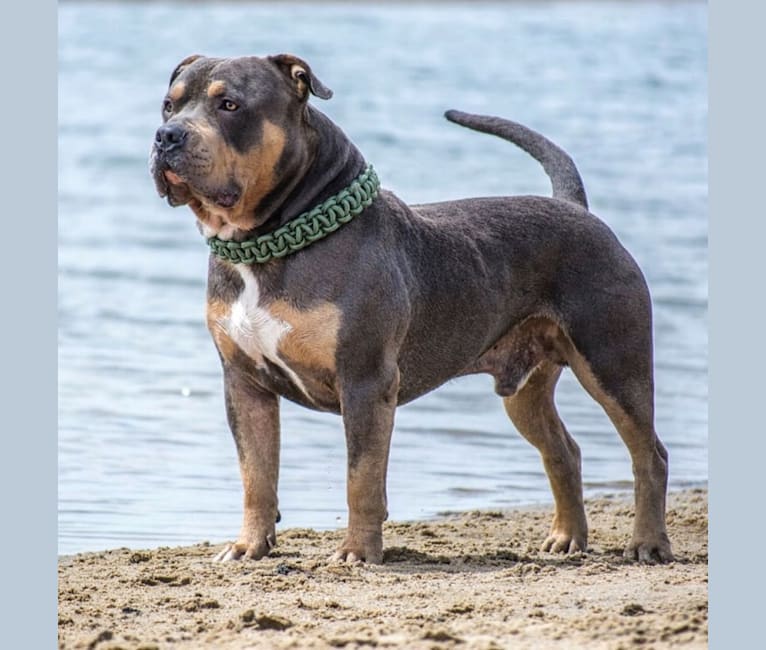 Lionheart’s Jax of Mosae Bully Kennel, an American Bully tested with EmbarkVet.com